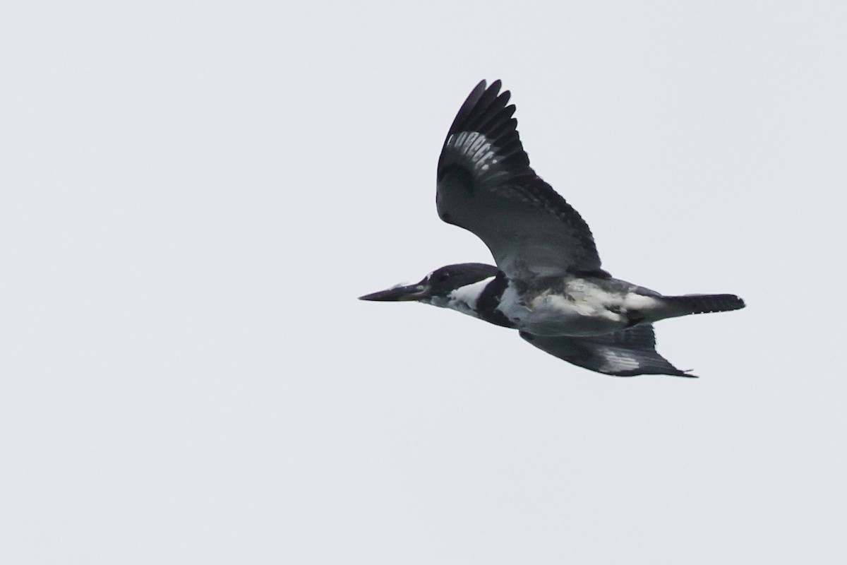 Belted Kingfisher - ML624528129