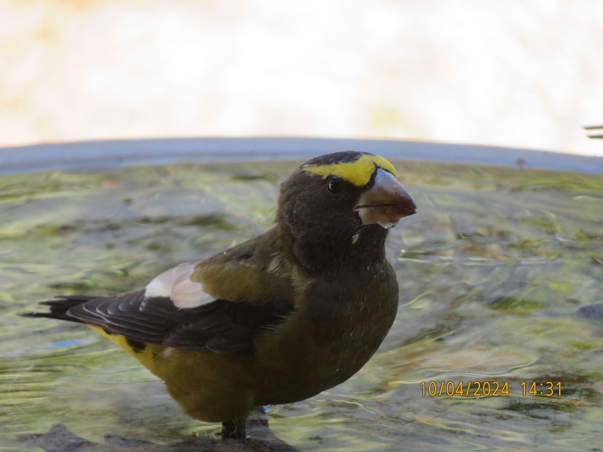 Evening Grosbeak - ML624528132