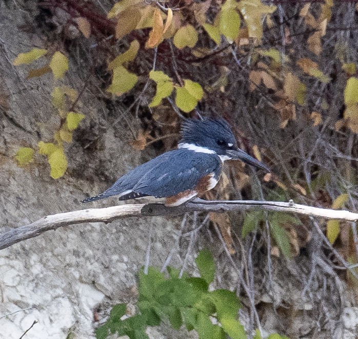 Belted Kingfisher - ML624528150