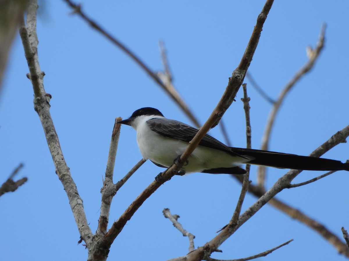 Fork-tailed Flycatcher - ML624528152