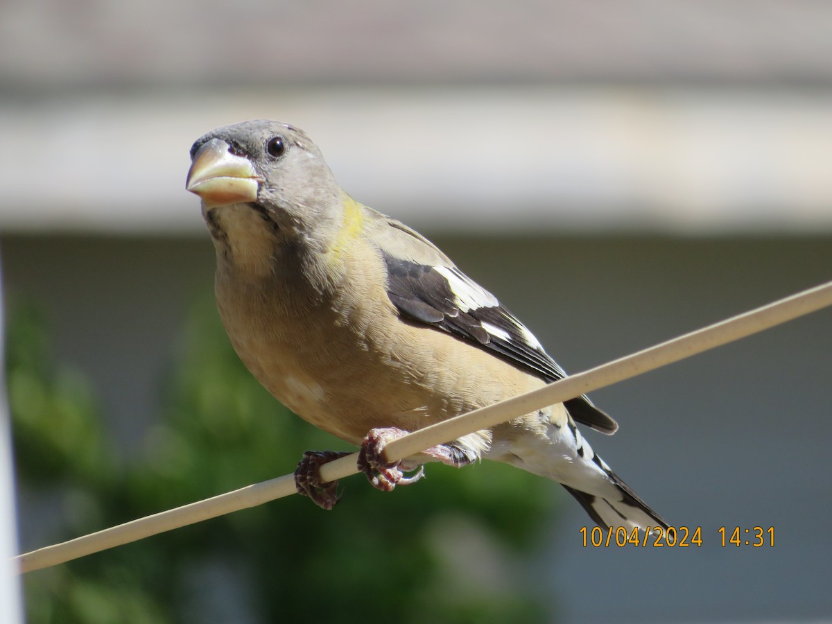 Evening Grosbeak - ML624528157