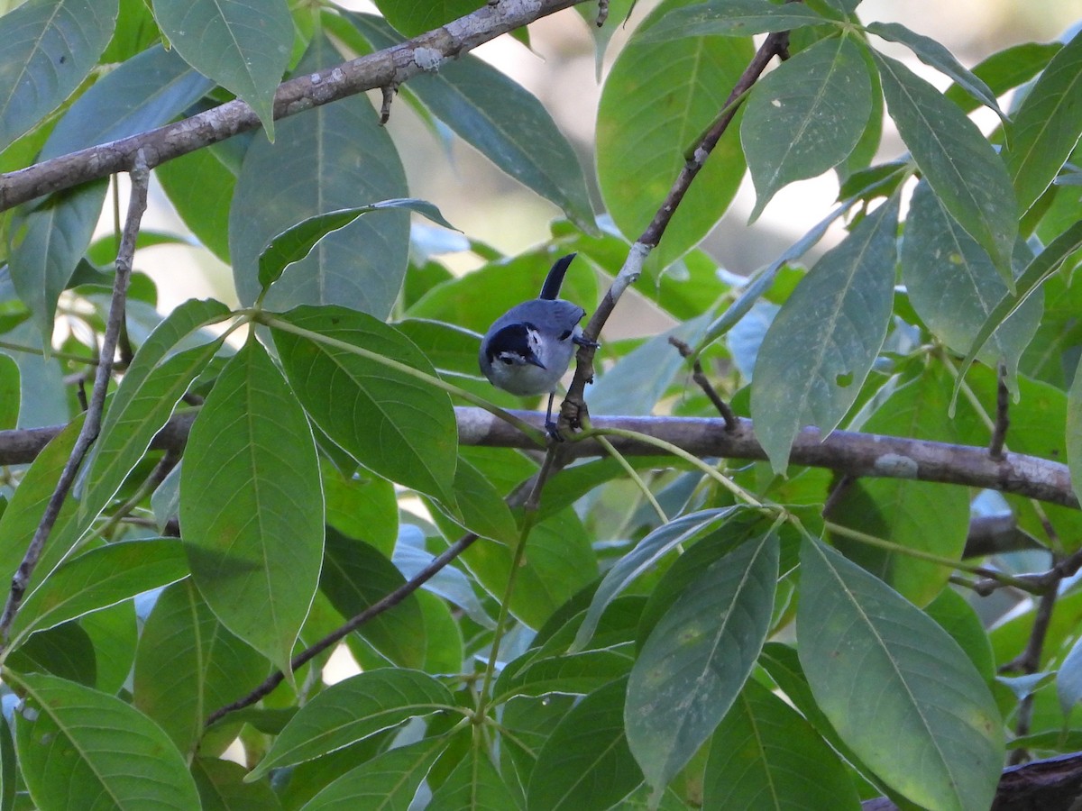 White-browed Gnatcatcher - ML624528174