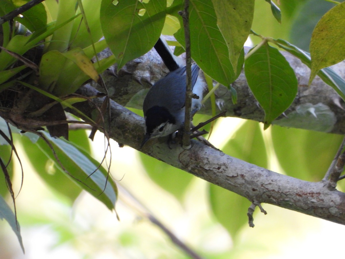 White-browed Gnatcatcher - ML624528176