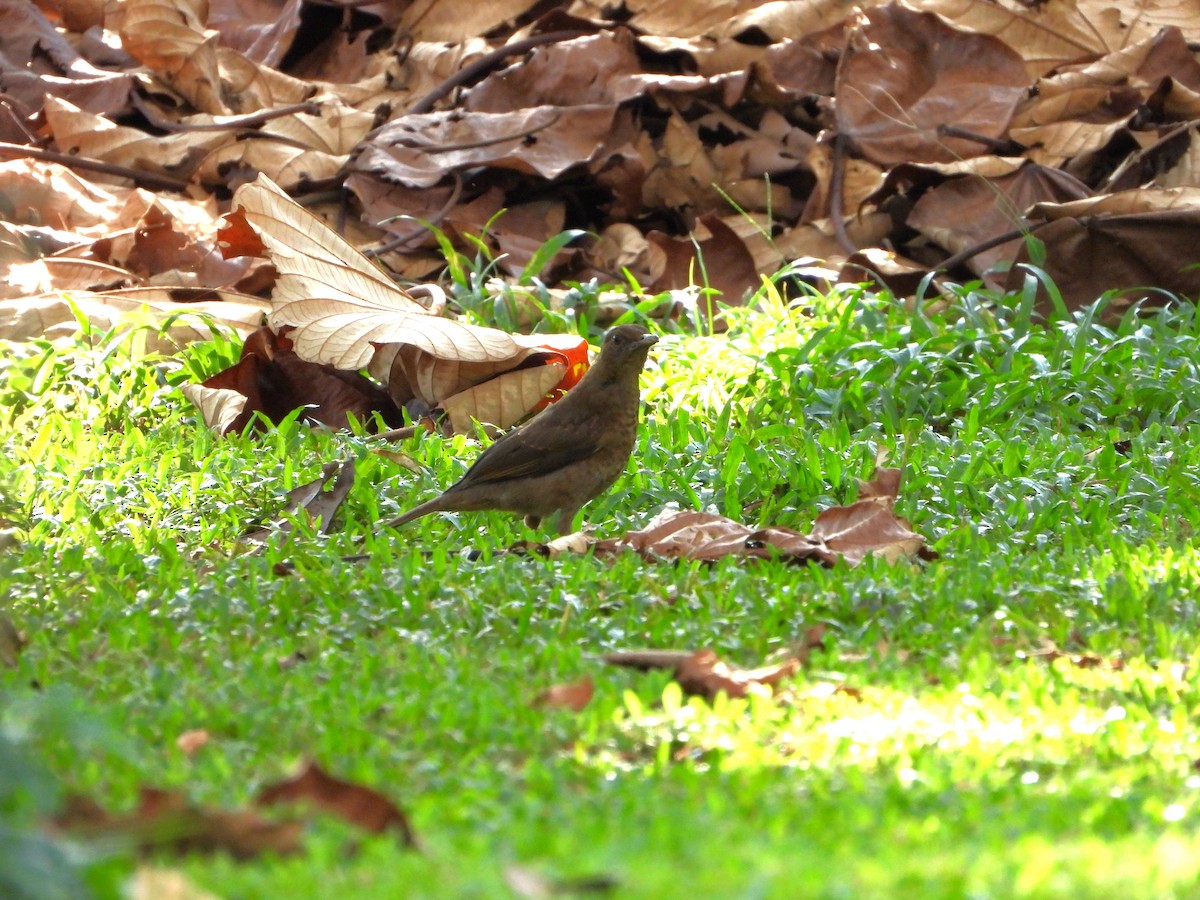 Clay-colored Thrush - Lesha Roberts