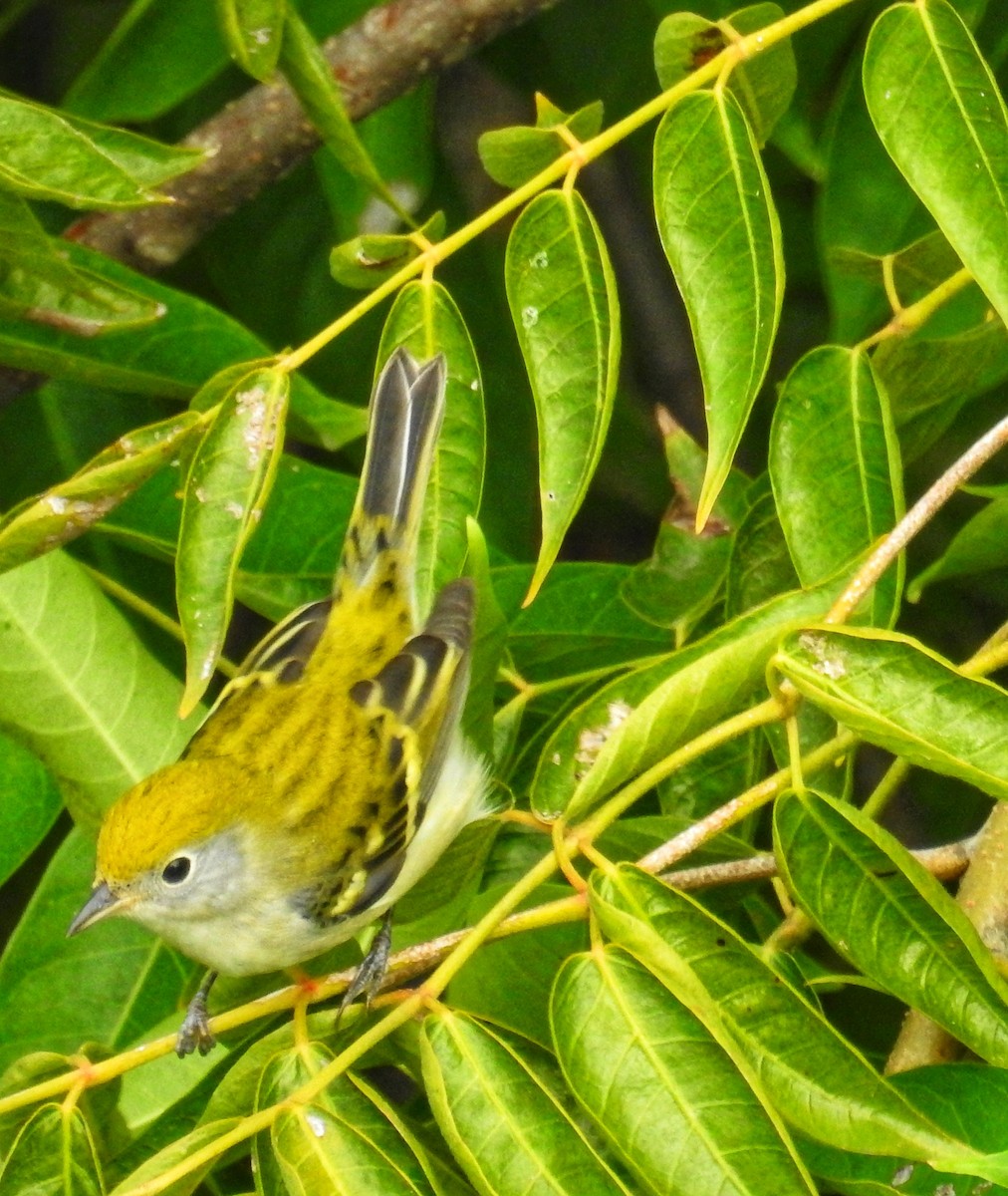 Chestnut-sided Warbler - roberto rodriguez sanchez