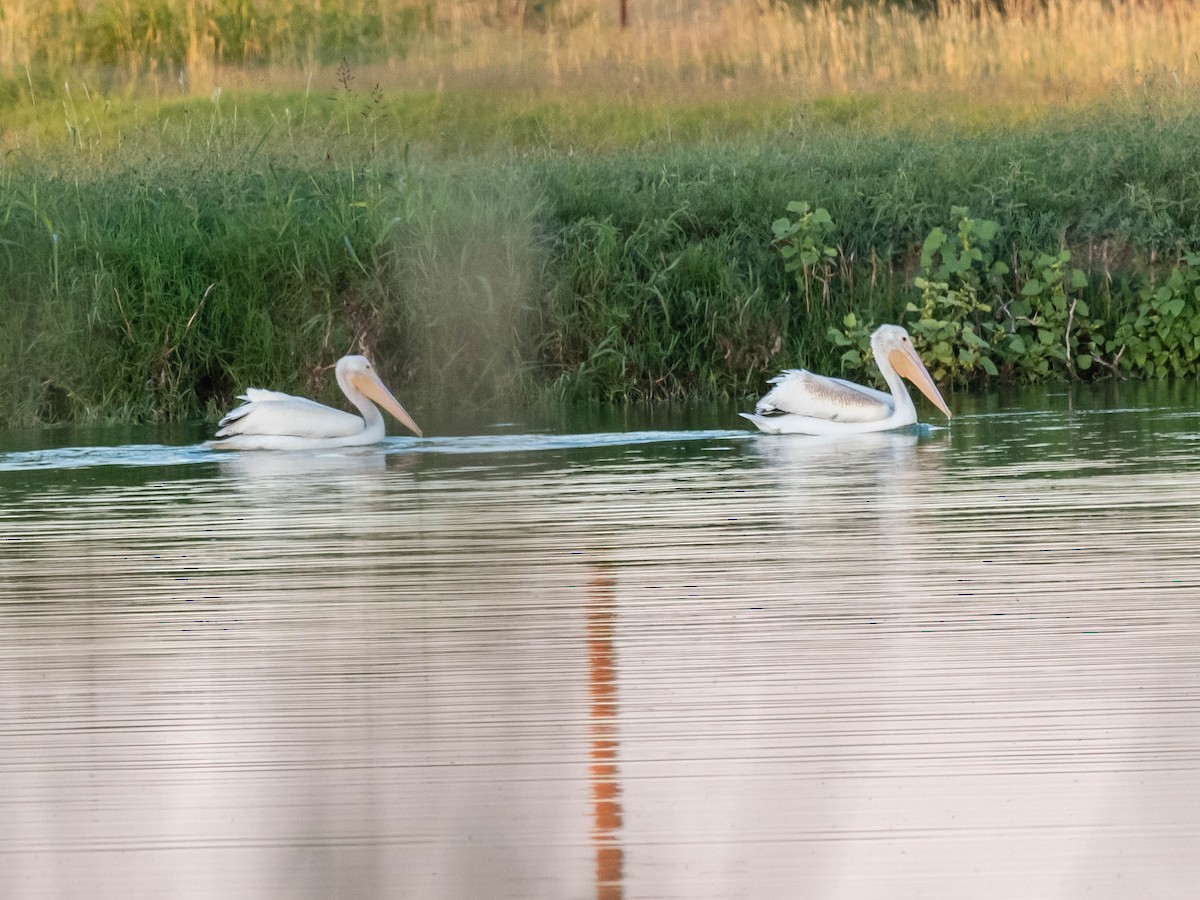 American White Pelican - ML624528190