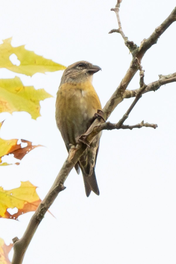 Red Crossbill - ML624528193