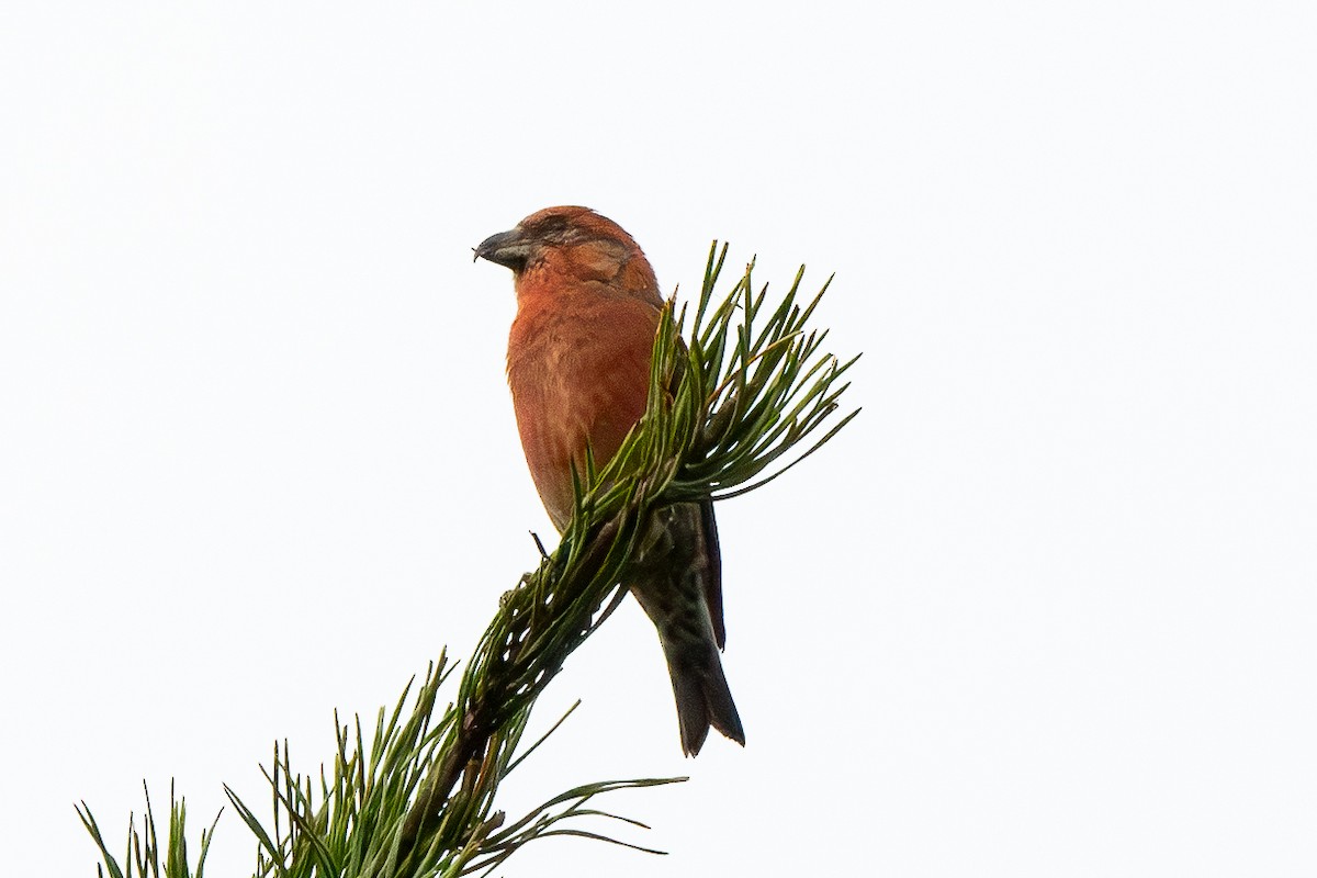 Red Crossbill - ML624528194