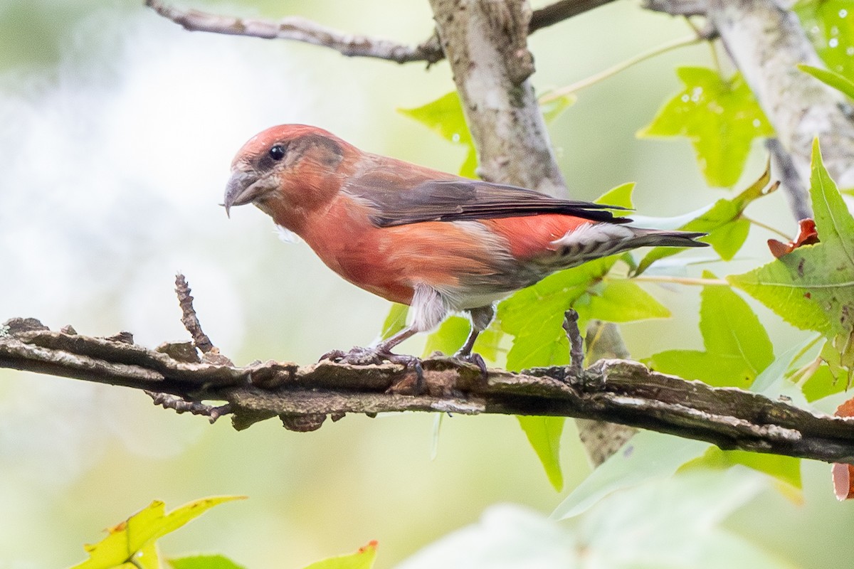 Red Crossbill - ML624528195