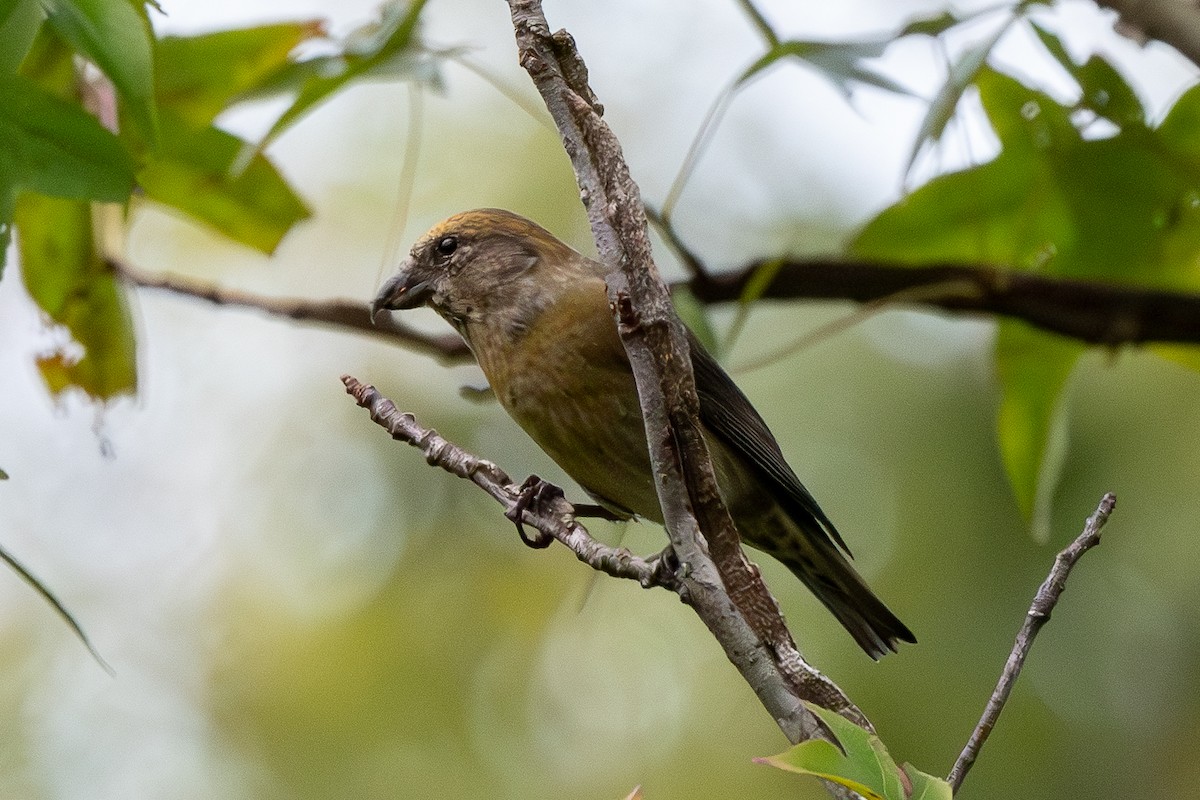 Red Crossbill - ML624528196