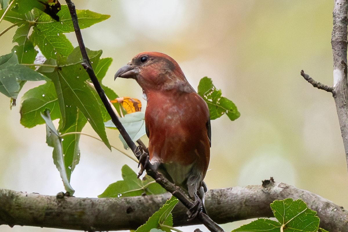 Red Crossbill - ML624528197