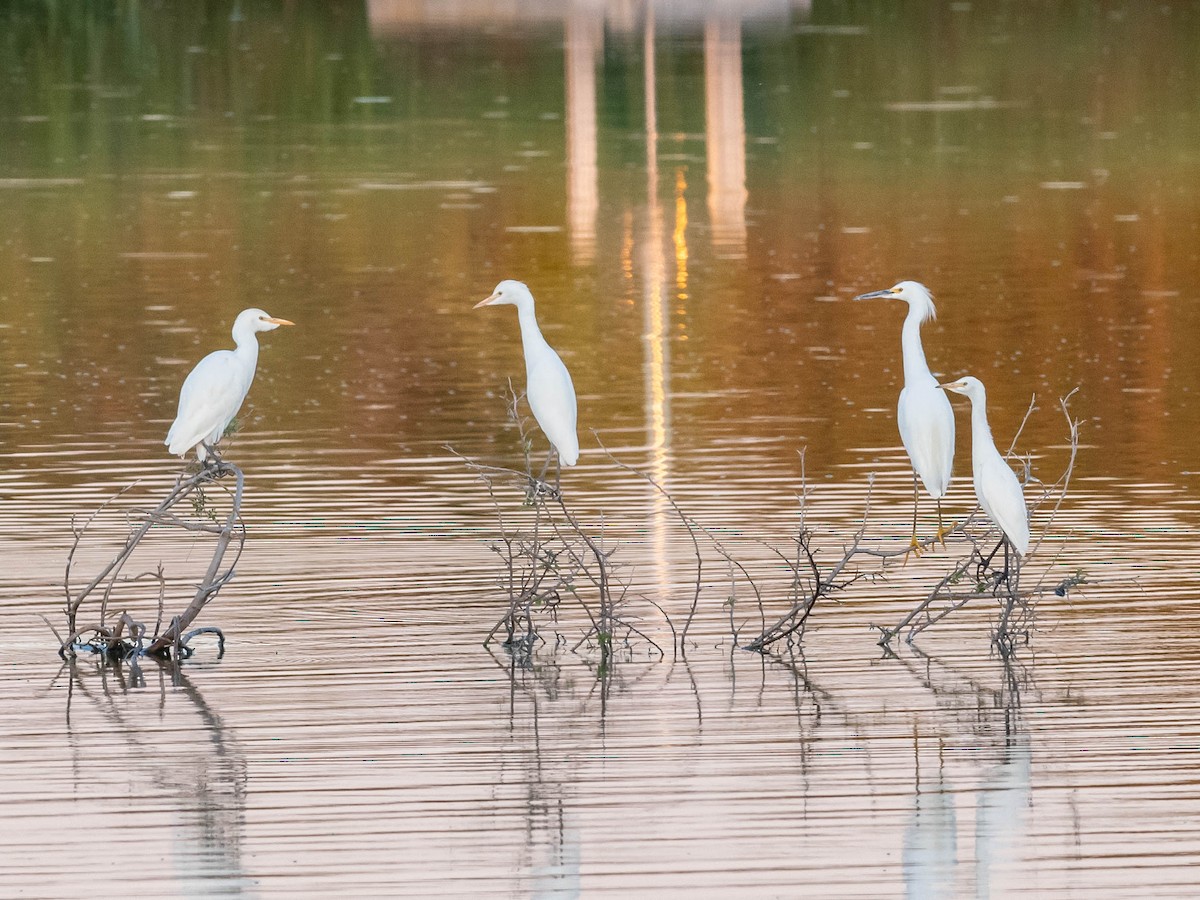 Snowy Egret - ML624528199