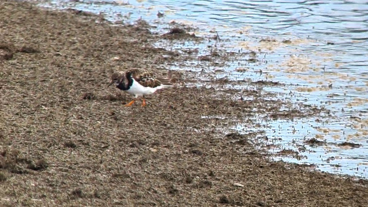 Ruddy Turnstone - ML624528204