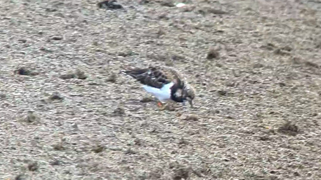 Ruddy Turnstone - ML624528205