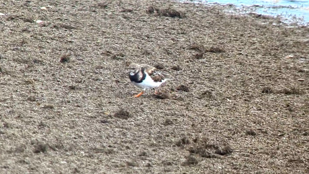 Ruddy Turnstone - ML624528207