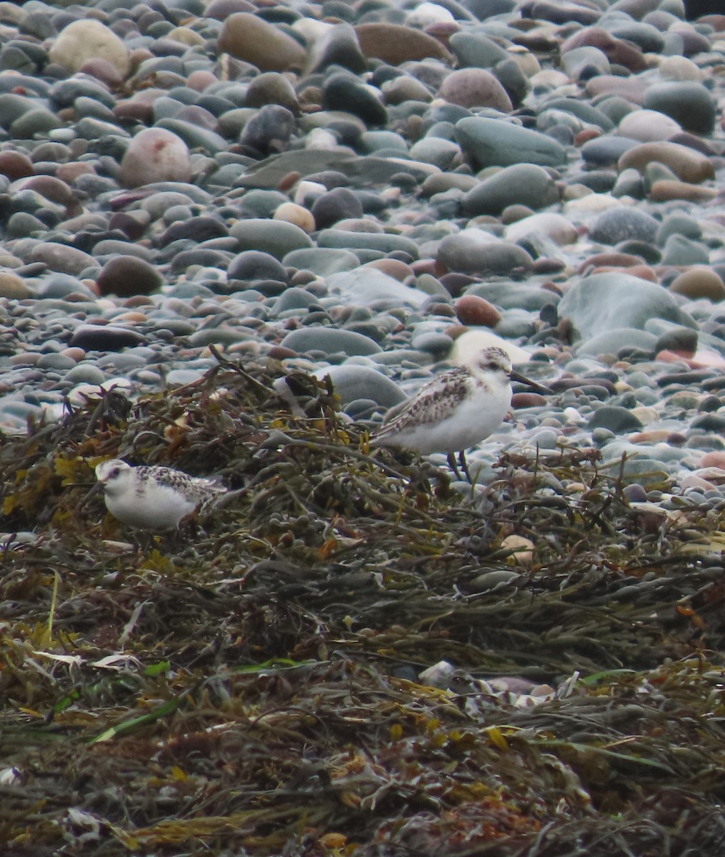 Sanderling - Rhonda Langelaan