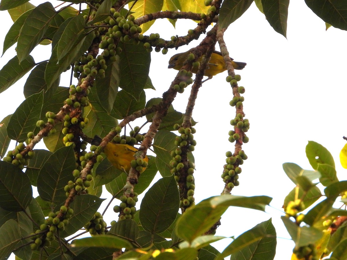 Thick-billed Euphonia - ML624528215