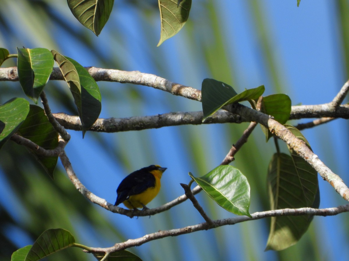 Thick-billed Euphonia - ML624528216