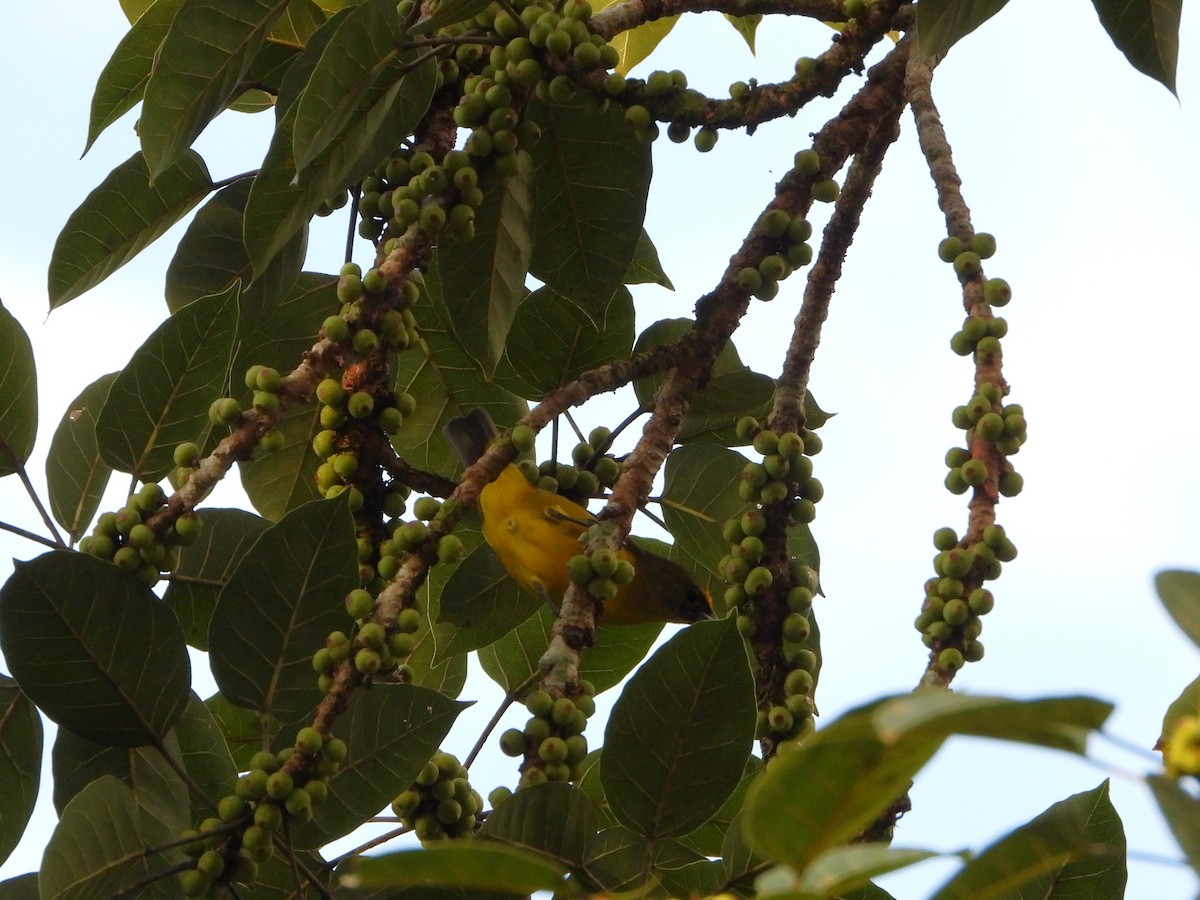 Thick-billed Euphonia - ML624528217