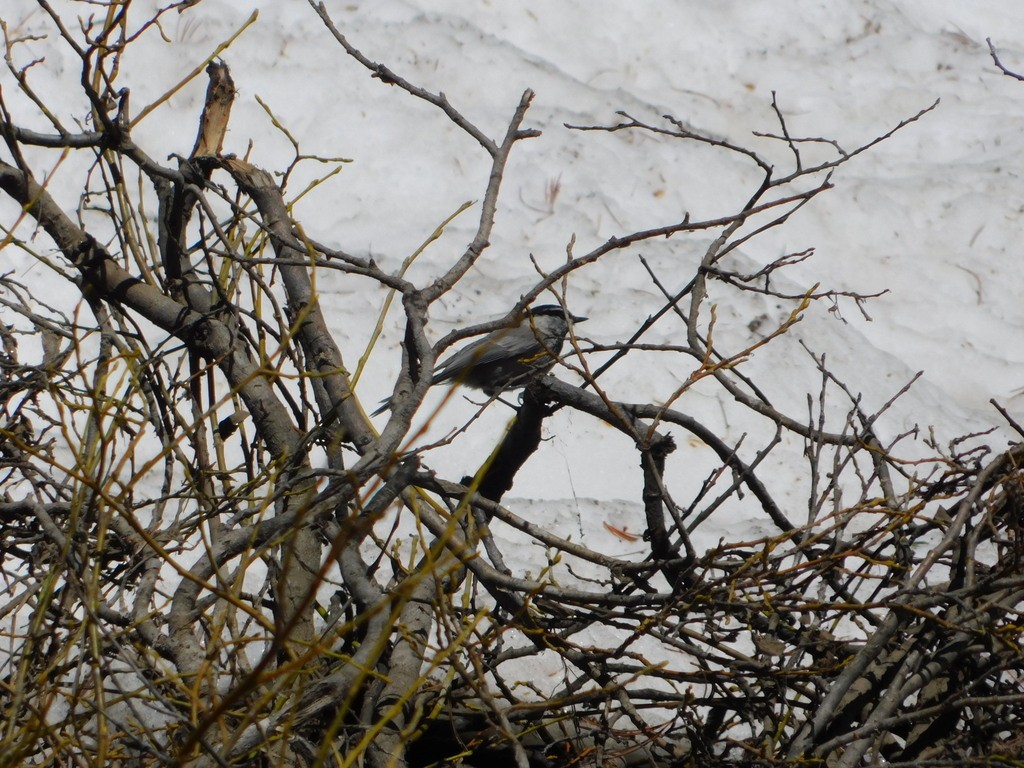 Mountain Chickadee - ML624528222