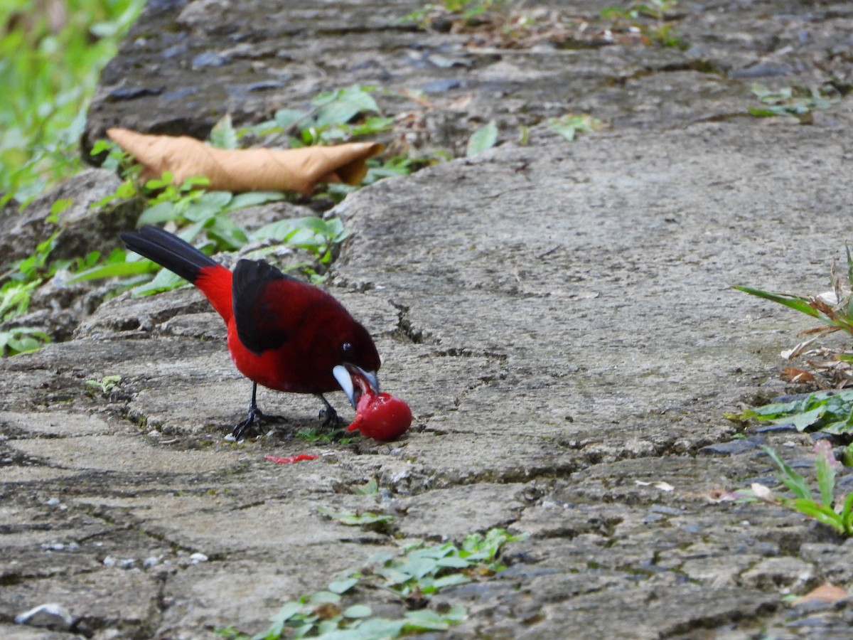 Crimson-backed Tanager - Lesha Roberts