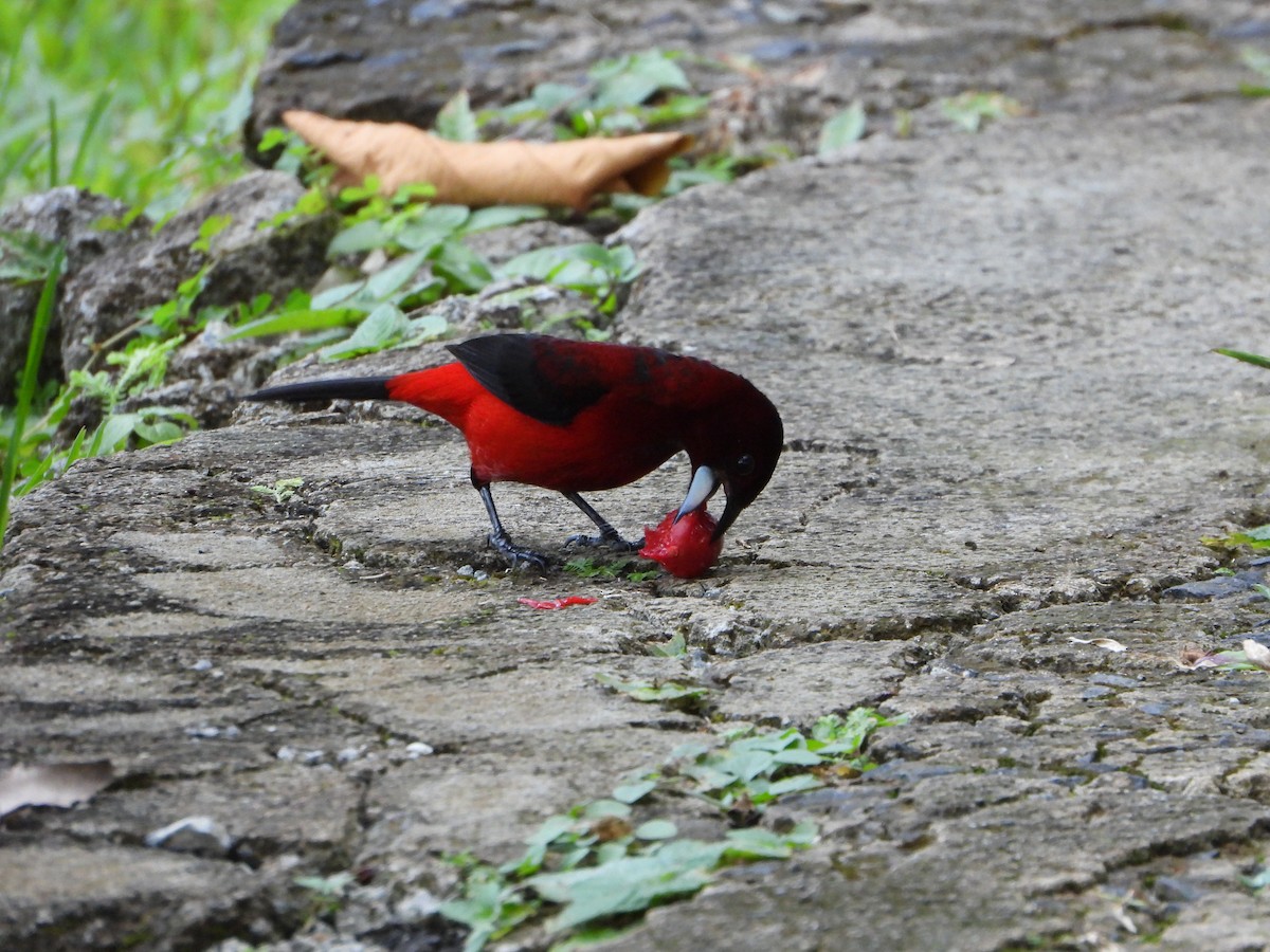 Crimson-backed Tanager - ML624528232