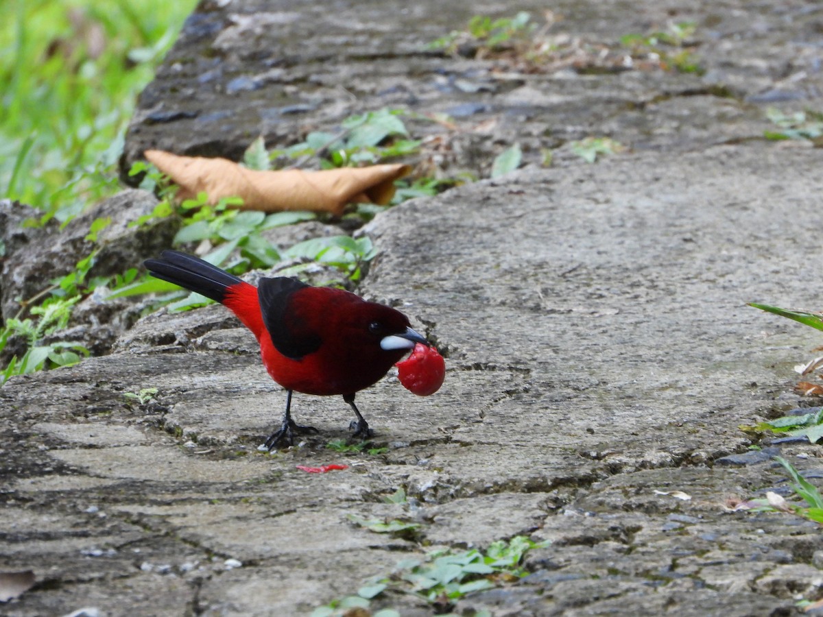 Crimson-backed Tanager - ML624528233