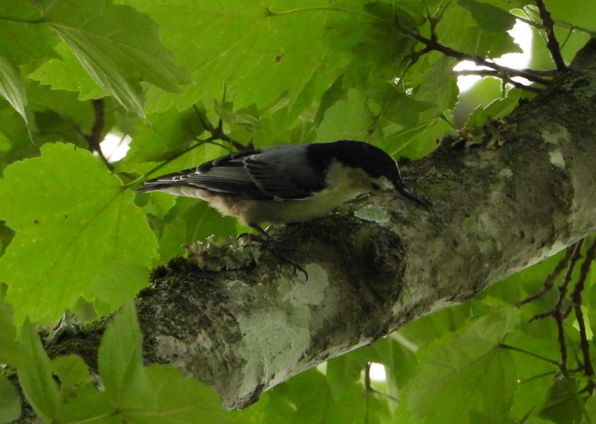 White-breasted Nuthatch - ML624528247