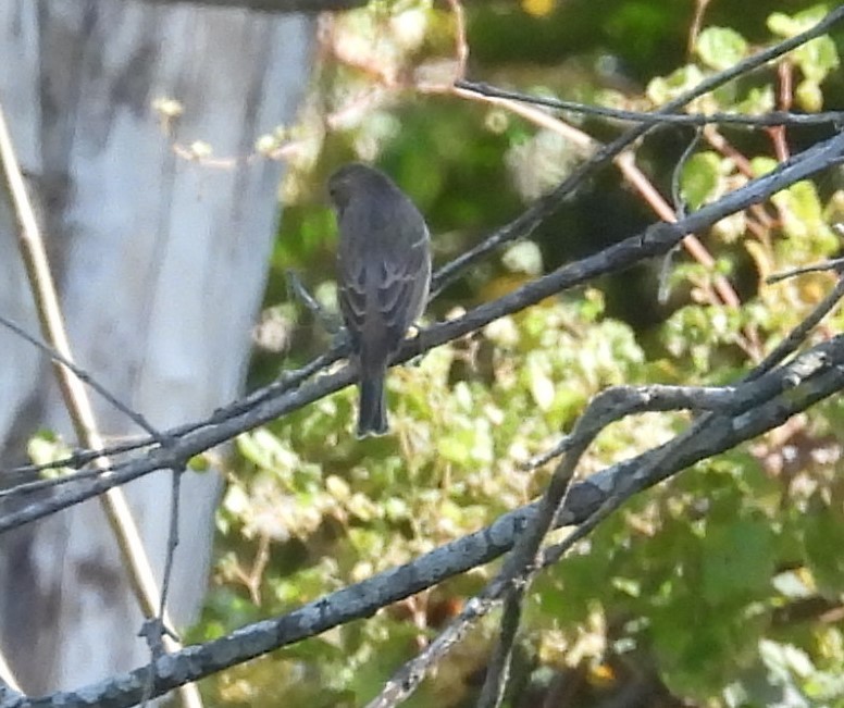 Eastern Phoebe - ML624528275