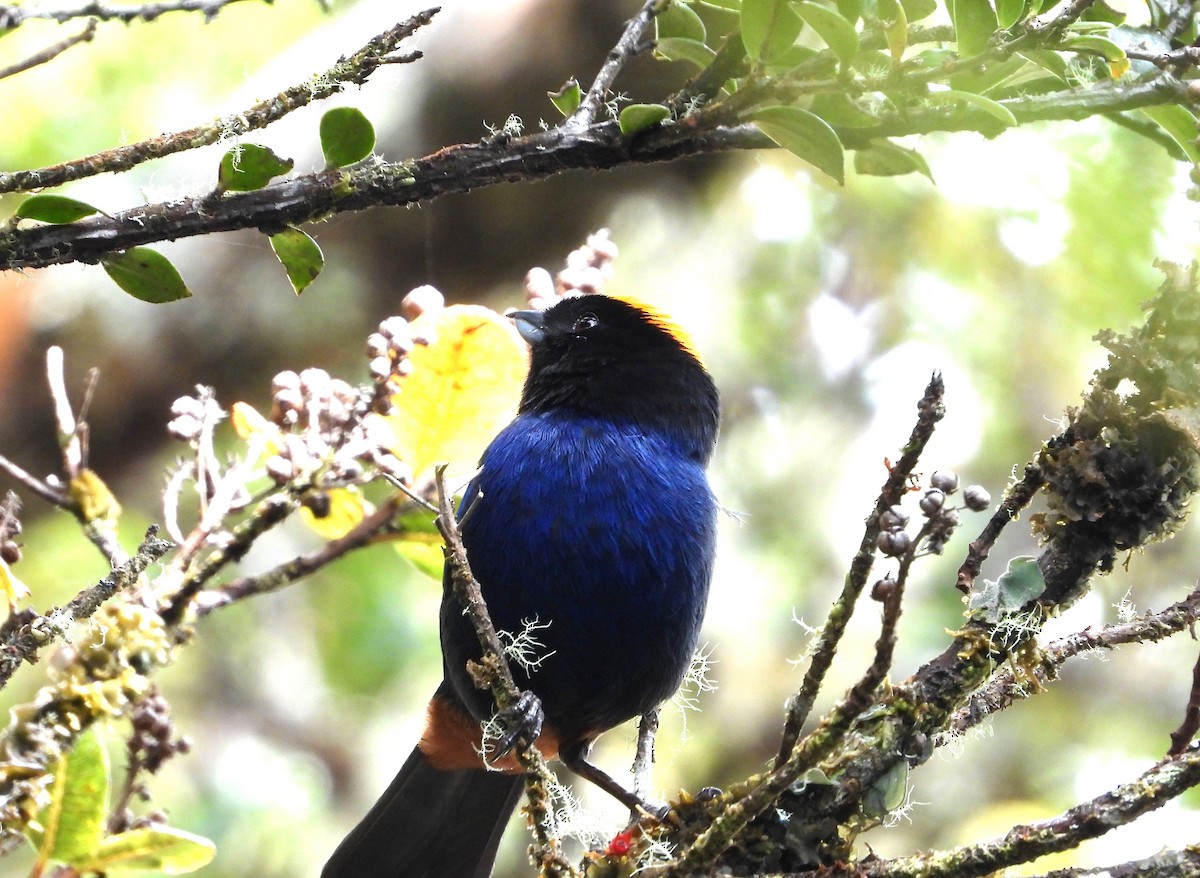 Golden-crowned Tanager - ML624528292