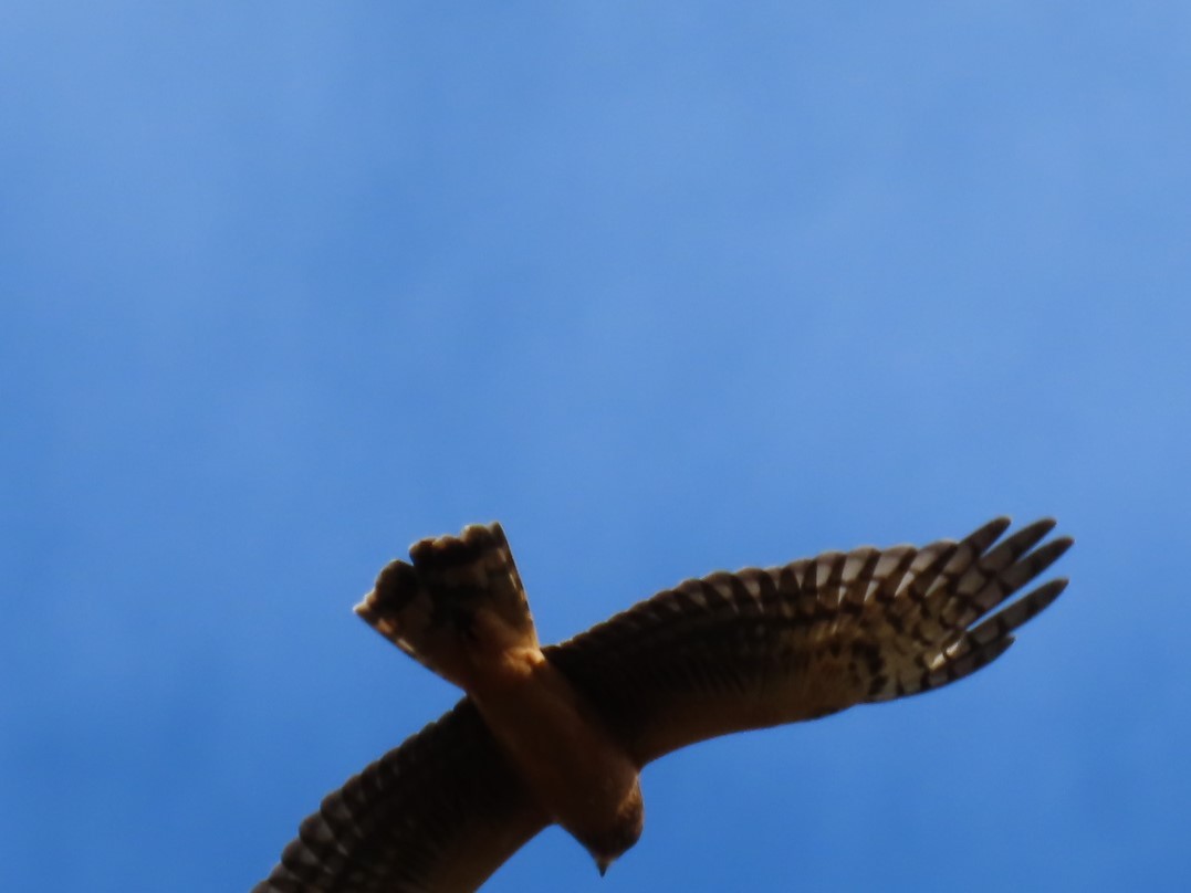 Northern Harrier - Delia Guzman