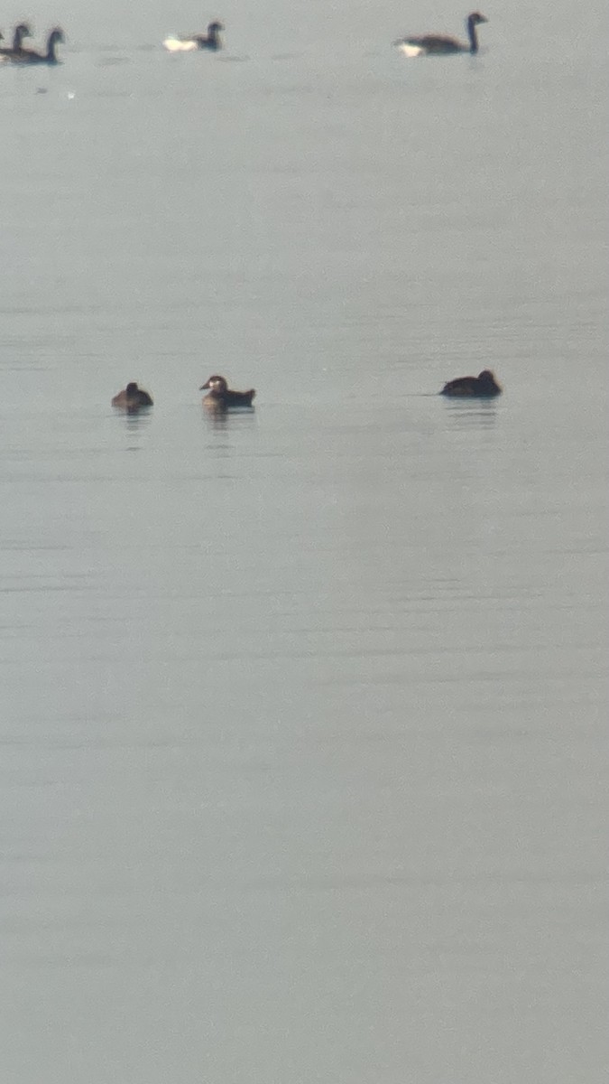 Surf Scoter - ML624528314