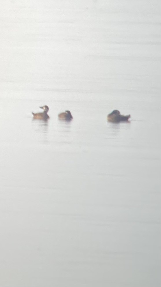 Surf Scoter - ML624528316