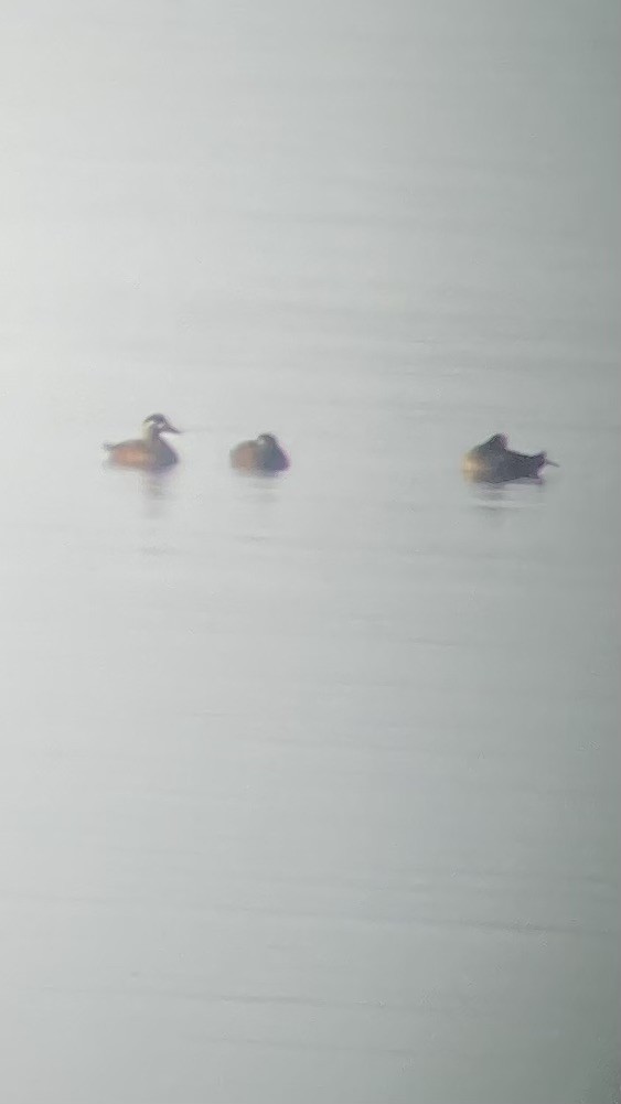 Surf Scoter - ML624528318