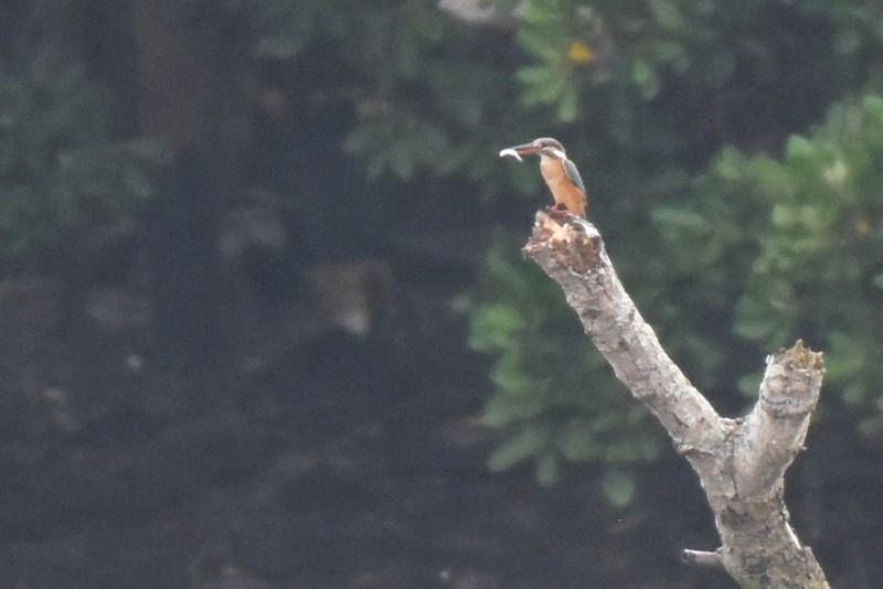 翠鳥 - ML624528321