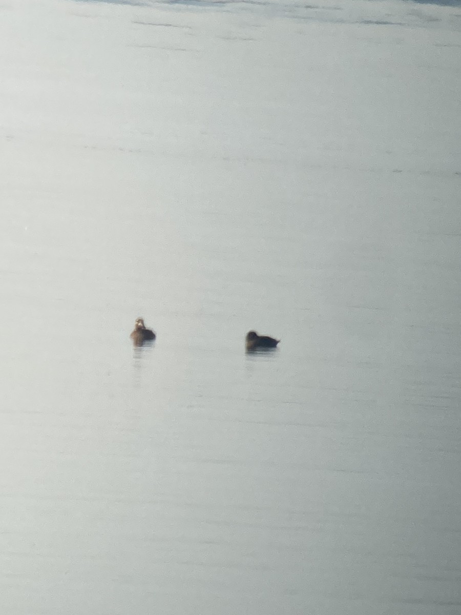 Surf Scoter - ML624528324