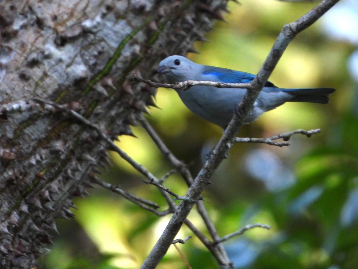 Blue-gray Tanager - ML624528337