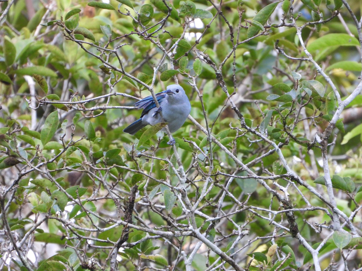 Blue-gray Tanager - ML624528338