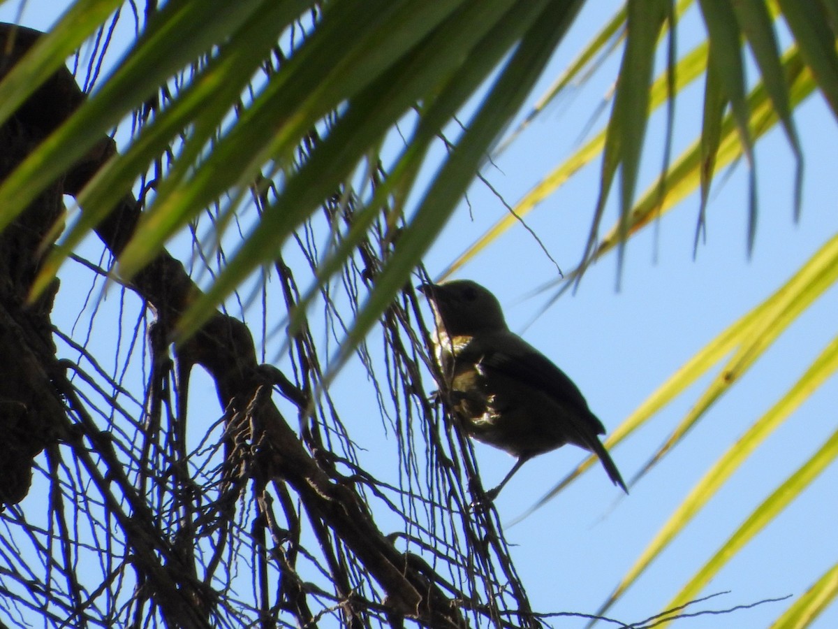 Palm Tanager - ML624528346