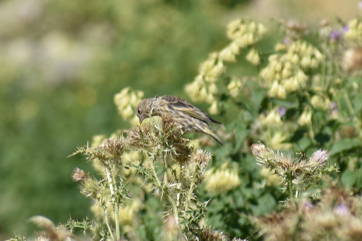 Pine Siskin - ML624528350