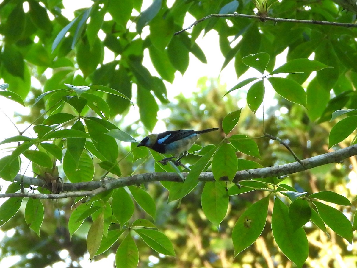 Golden-hooded Tanager - ML624528352