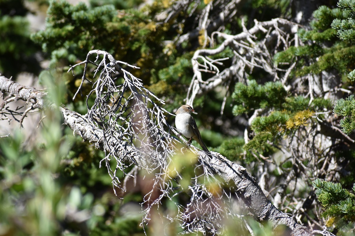 White-crowned Sparrow - ML624528355