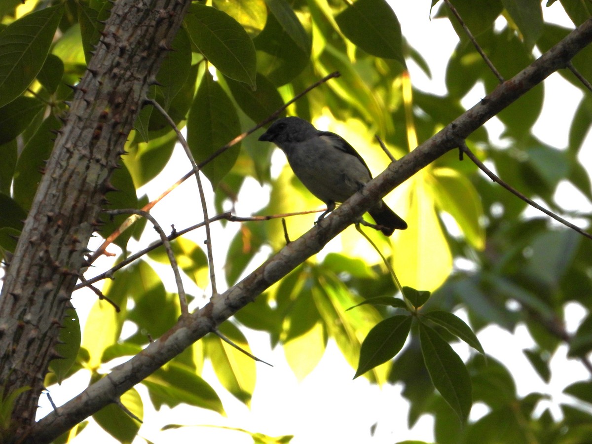 Plain-colored Tanager - ML624528365