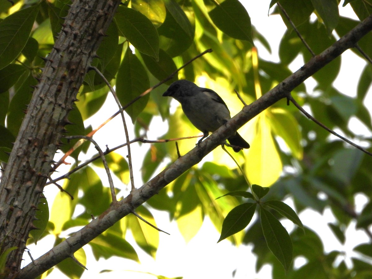 Plain-colored Tanager - ML624528366