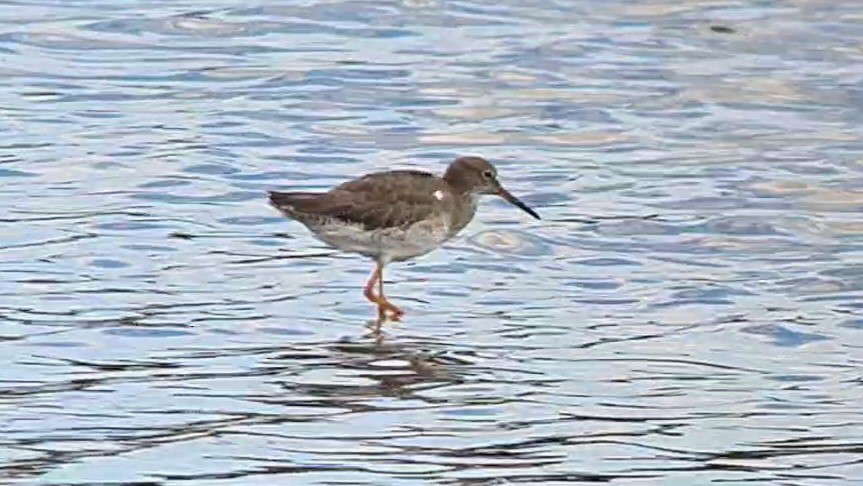 Common Redshank - ML624528368