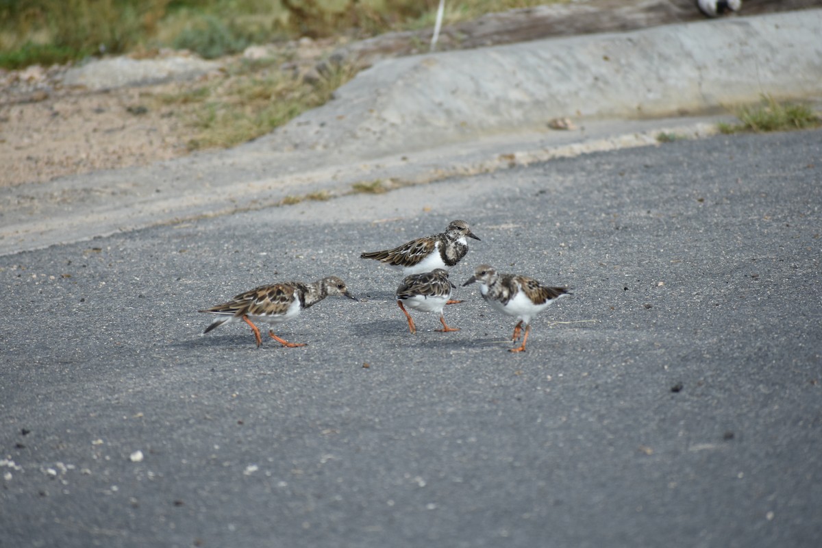 Ruddy Turnstone - ML624528382