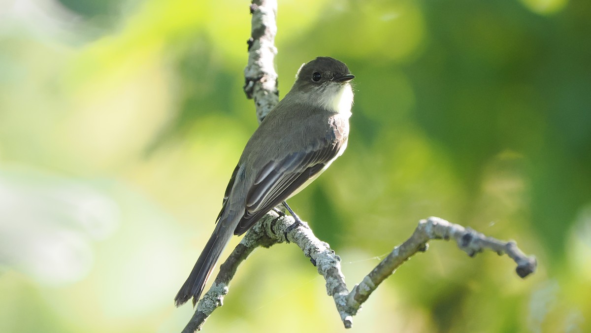 Eastern Phoebe - ML624528383