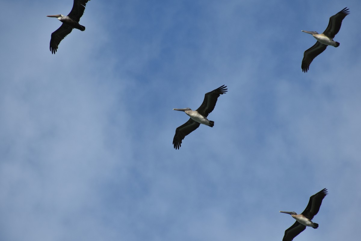 Brown Pelican - Gracie Granados