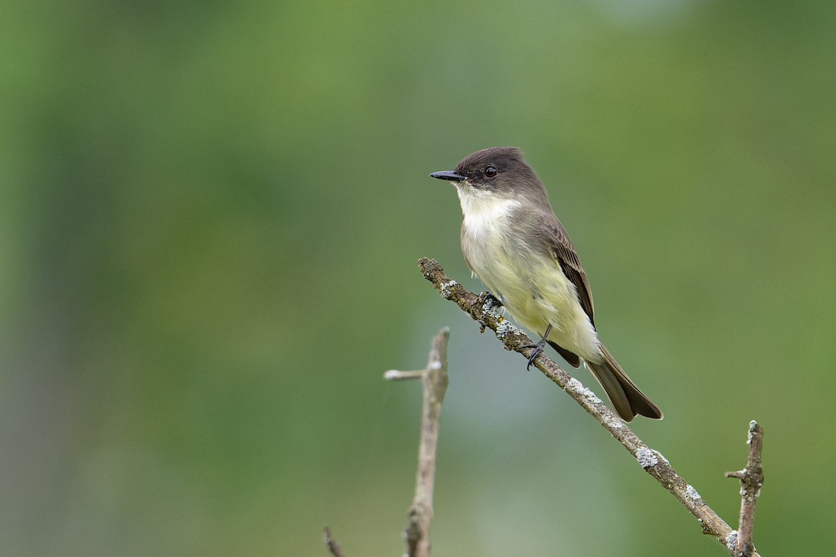 Eastern Phoebe - ML624528399