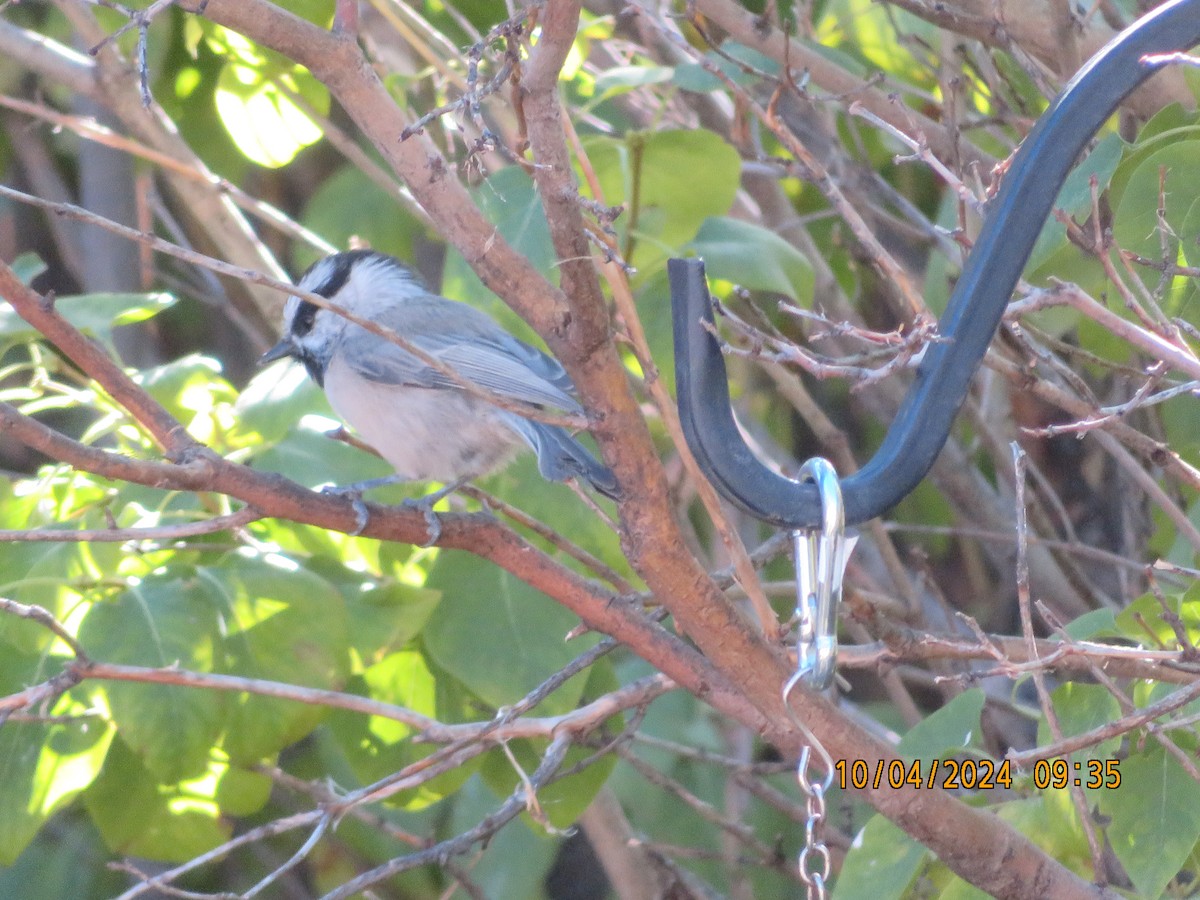 Mountain Chickadee - ML624528420